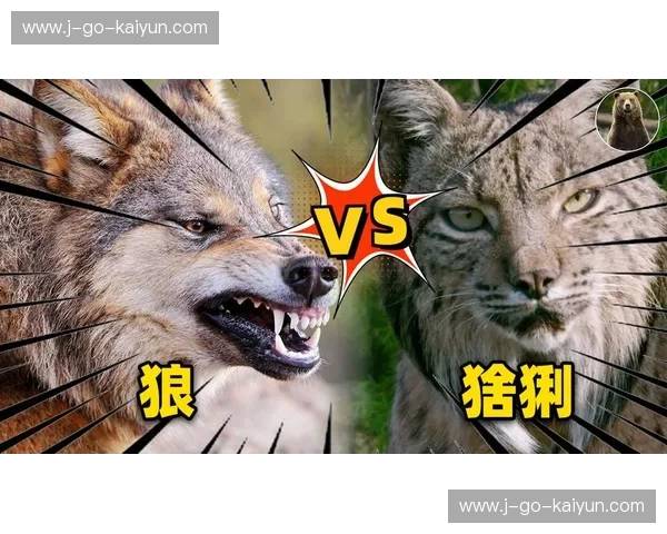 中亚的草原狼：沉默的王者与草原的呼吸